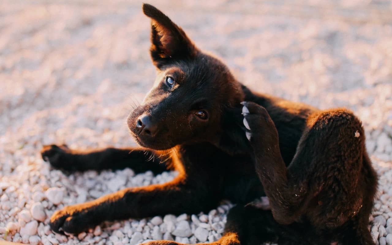 Remédios Caseiros para Acabar com Pulgas no Cachorro