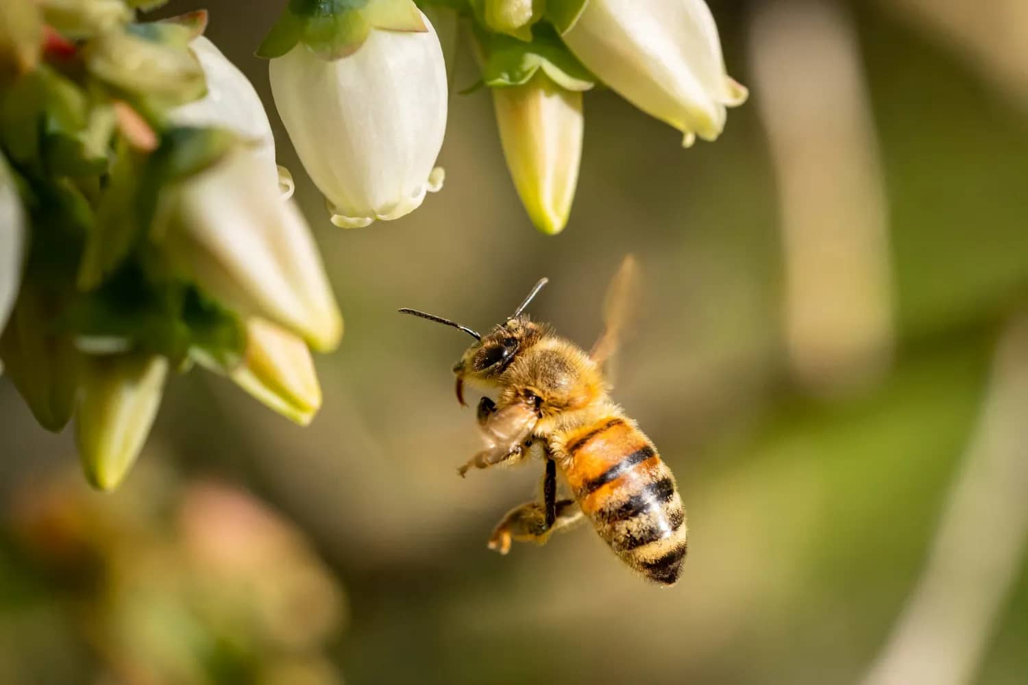 O papel das abelhas na agricultura orgânica
